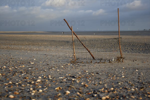 Ringed Plover (Charadrius hiaticula), clutch protection, protective basket for the clutch against