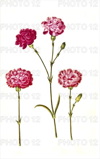 Clove pink (Dianthus caryophyllus) or noble carnation, in cultivated form usually garden carnation,