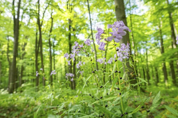 Large-flowered bittercress (Cardamine bulbifera), flowering, Hainich National Park, Thuringia,