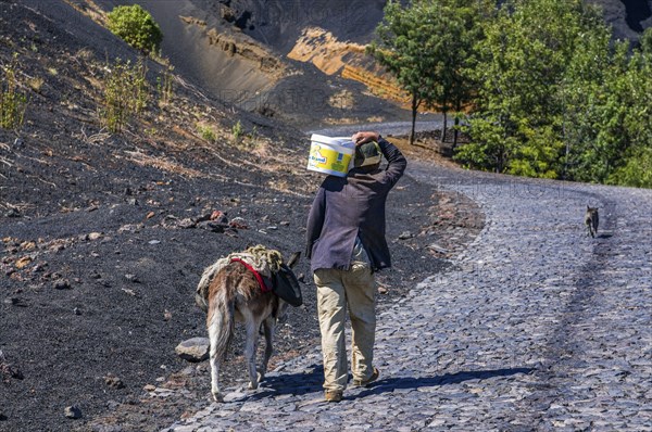 Local with donkey, vulcan Fogo. Cabo Verde. Africa