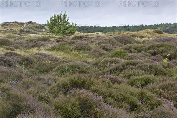 Dune landscape, Terschelling, Netherlands