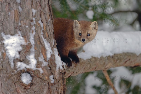 American marten (Martes americana), sitting in the snow on a branch, Ontario, Canada, North America