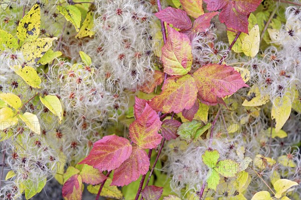 Blackberry (Rubus sect. Rubus), leaves with autumn colouring, woodland vine (Clematis vitalba) with