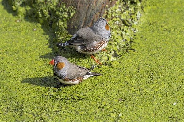 Two male zebra finches (Taeniopygia guttata) (Poephila guttata) native to Australia taking a bath