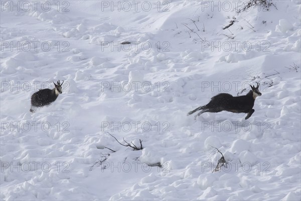 Chamois (Rupicapra rupicapra) male chasing away rival in the snow during the rut in winter in the