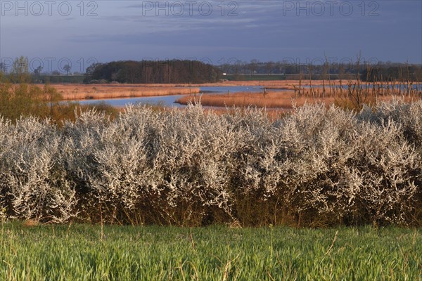 Hawthorn in bloom in spring, view of the Randow loop of the River Peene, Peene Valley River