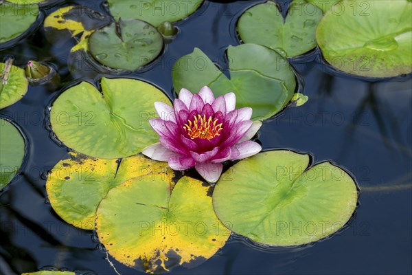 Pink water lily (Nymphaea) Baden-Württemberg, Germany, Europe