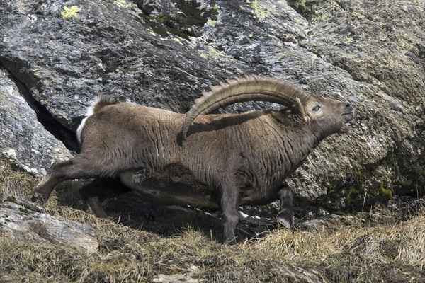 Alpine ibex (Capra ibex) male with large horns scenting air during the rut in winter, Gran Paradiso