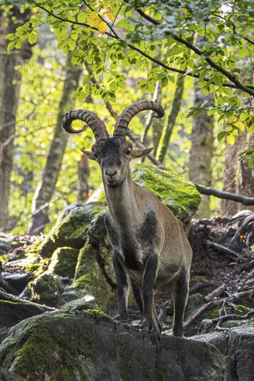 Iberian ibex, Spanish ibex (Capra pyrenaica) male foraging among rocks in forest on mountain slope