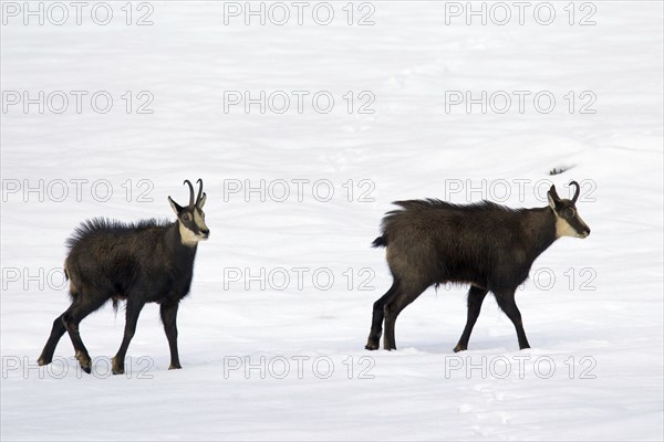 Two Chamois (Rupicapra rupicapra) bucks during the rut in the snow in winter, Gran Paradiso