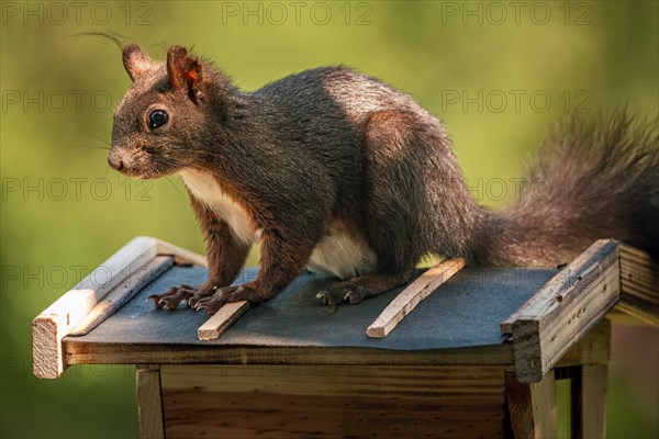 Eurasian red squirrel (Sciurus vulgaris), sitting on bird house, Ternitz, Lower Austria, Austria,