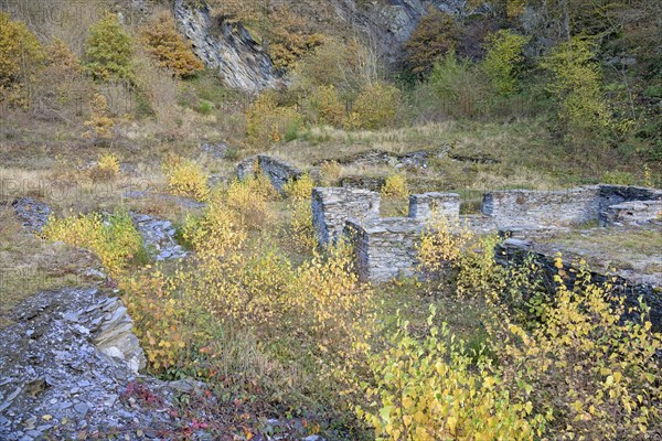 Birches (Betula) with autumn leaves between slate walls, ruins, Eastern Eifel,