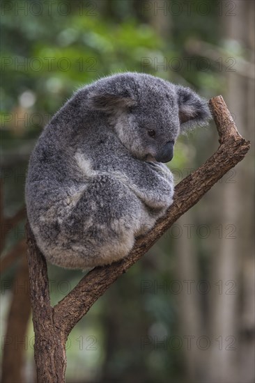 Koala (Phascolarctos cinereus), Lone Pine sanctuary, Brisbane, Queensland, Australia, Oceania