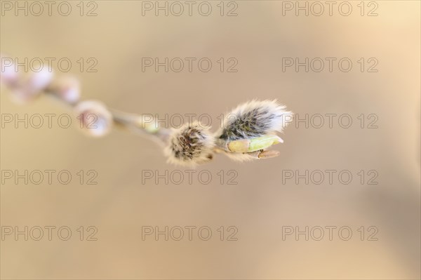 Eastern crack-willow (Salix euxina) pussy willow, detail, Upper Palatinate, Bavaria, Germany,