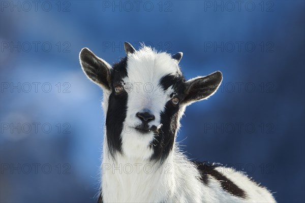 Domestic goat (Capra hircus) kid, portrait, snow, winter in tirol, Kitzbühel, Wildpark Aurach,