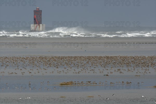 Eurasian curlew (Numenius arquata), resting troop on the mudflats during autumn migration off the