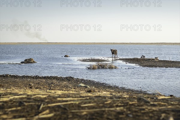 Ein Wasserbueffel steht im Weltkulturerbe Marschland, in Basra, 10.03.2023. Am Horizont sieht man