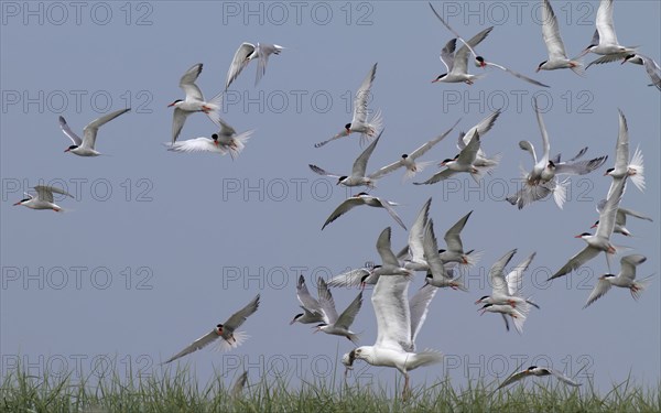 Common Tern (Sterna hirundo), joint predation defence in the colony, european herring gull (Larus