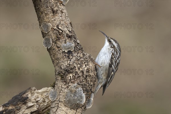 Garden treecreeper at the feeder, Upper Austria, Austria, Europe