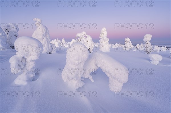 Snowed-in trees, winter landscape, Riisitunturi National Park, Posio, Lapland, Finland, Europe