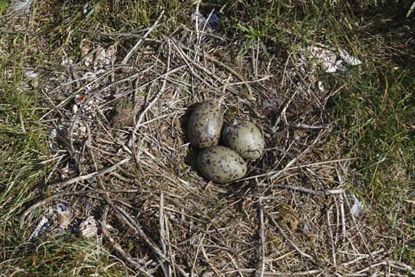 Black-headed Black-headed Gull (Chroicocephalus ridibundus), clutch of three eggs, hatching of the