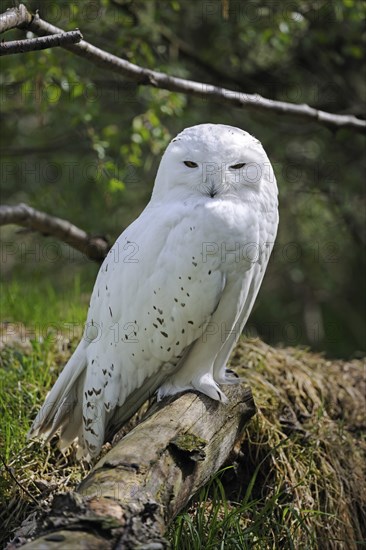 Snowy Owl (Nyctea scandiaca) portrait, Scandinavia