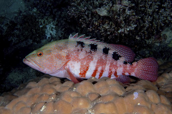 A six-striped grouper (Cephalopholis sexmaculata) resting on a stony coral (Acropora), Dangerous