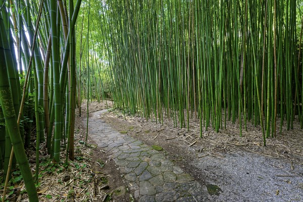 Path through bamboo garden, bamboo grove, boschetto di bambÃ¹, park or garden of Villa Garzoni,