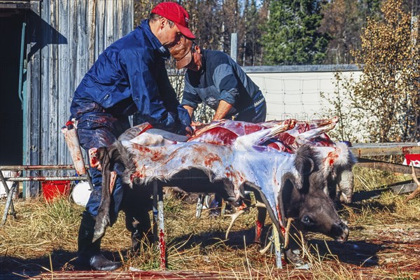 Slaughter of a reindeer bull by a sami people at autumn in the north of Sweden, Kvikkjokk, Lapland,