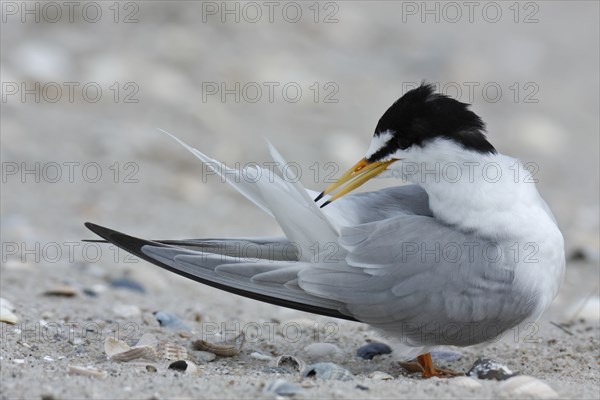Little Tern (Sternula albifrons), grooming its feathers on the beach, Lower Saxony Wadden Sea