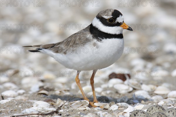 Ringed Plover (Charadrius hiaticula), study of an adult bird on the beach, Lower Saxony Wadden Sea