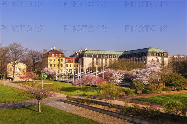 Spring on the Königsufer in Dresden