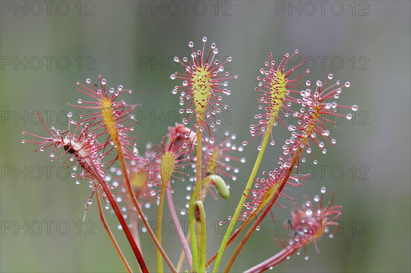 Oblong-leaved sundew (Drosera intermedia), Aschendorfer Obermoor nature reserve, Wildes Moor,