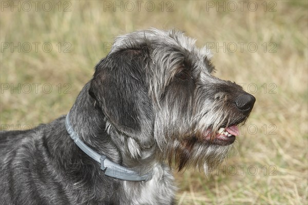 Dachshund Shih Tzu mix (Canis lupus familaris), male 4 years, Portraet, North Rhine-Westphalia,