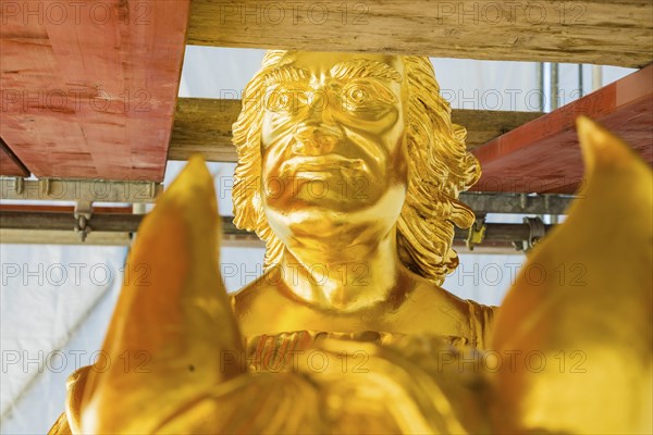 Golden Rider close-up