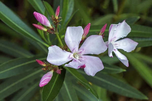 Oleander (Nerium oleander), also oleander, flower, pink flowering, Baden-Württemberg, Germany,
