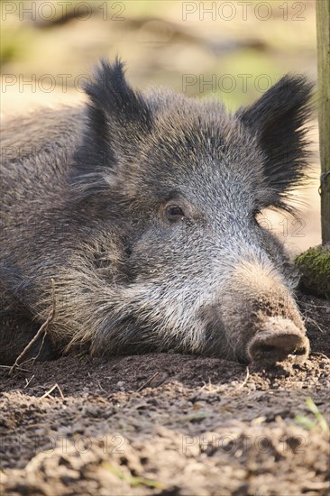 Wild boar (Sus scrofa) in a forest, portrait, Bavaria, Germany Europe