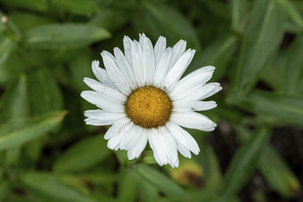 Marguerite, Glücksburg, Schleswig-Holstein, Germany, Europe