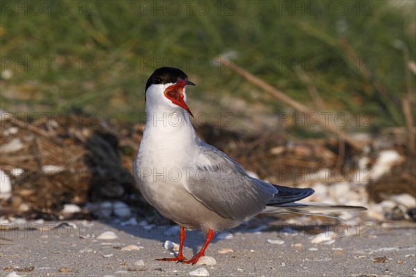 Common Tern (Sterna hirundo), mating in the colony, Lower Saxon Wadden Sea National Park, East
