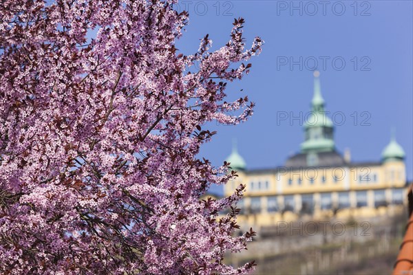 Radebeul Spring at the Spitzhaus