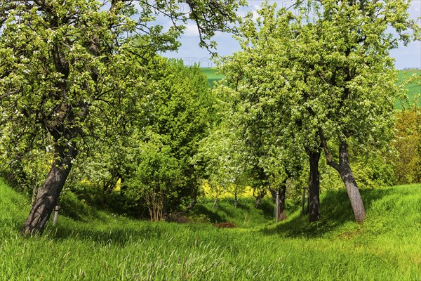 Pigeon home field path in spring