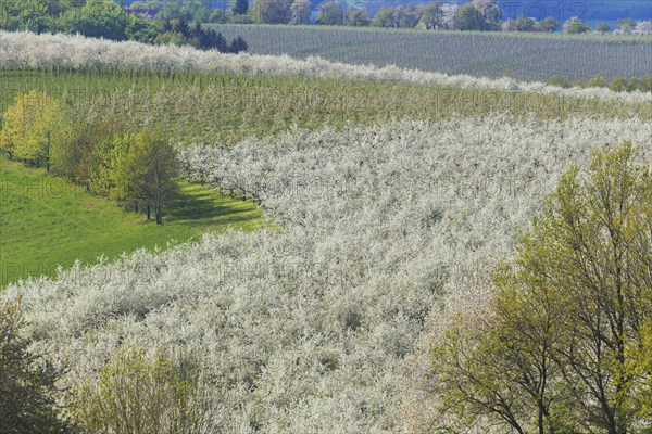 Blooming orchards near Maxen