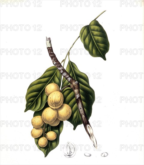 Lansium parasiticum (Lansium domesticum), is a species of plant from the mahogany family, Meliaceae