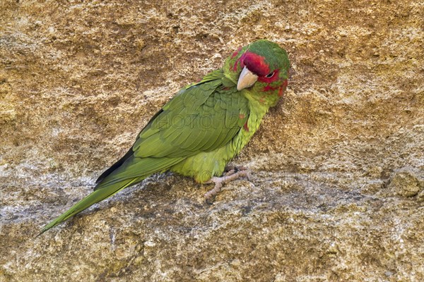 Mitred parakeet, mitred conure (Psittacara mitratus) on rock ledge in cliff face, native to South