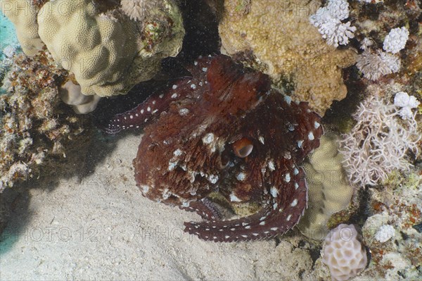 Great Blue Octopus (Octopus cyaneus), Dive Site House Reef, Mangrove Bay, El Quesir, Red Sea,