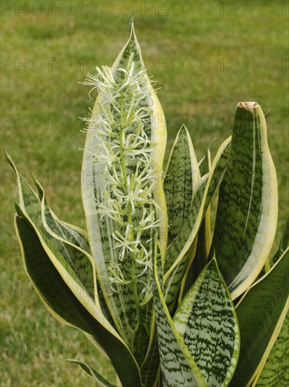 Close-up of bow hemp (Sansevieria) with flower, pot plant