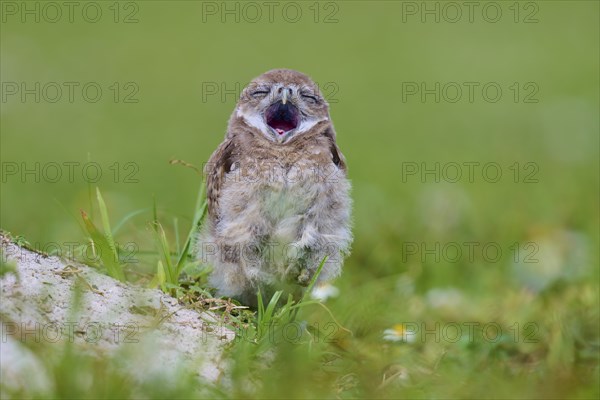 Burrowing Owl (Speotyto cunicularia), young bird in meadow yawns near nesting cave, Pembroke Pines,