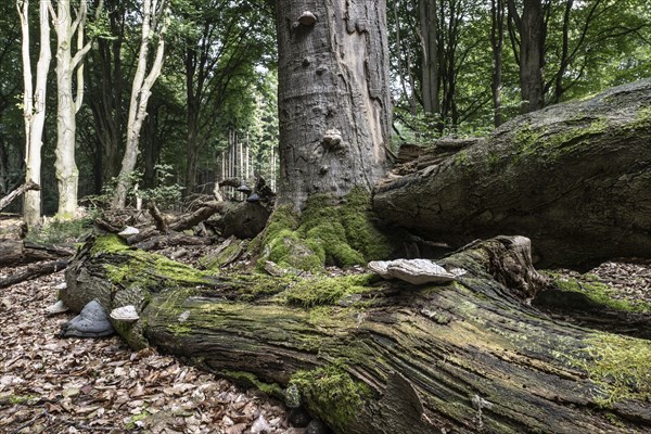 Deadwood with tinder fungus (Fomes fomentarius) in beech forest (Fagus sylvatica), Emsland, Lower