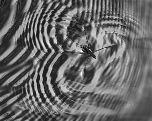 Water strider (Gerridae) makes geometric shapes and waves in the water surface with its legs, black