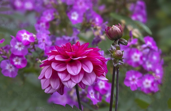 Dahlias (Dahlia), North Rhine-Westphalia, Germany, Europe